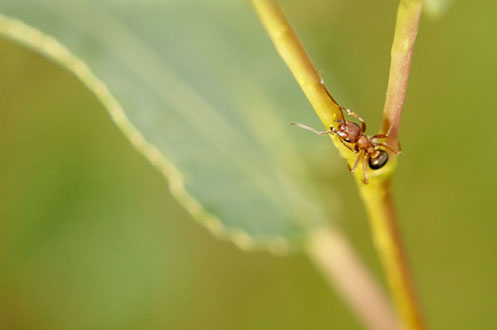 
					<table>	
						<tr>
							<td class='portTip'>
								A photo I took while hiking in the Sandia Mountains in Albuquerque, New Mexico. <br/><br/>
							</td>
						</tr>
						<tr>
							<table>
								<tr>
									<td class='bold'>
										Tools: 
									</td>
									<td class='portTip'>
										Photoshop and Canon 40D DLSR.
									</td>
								</tr> 
							</table>
						</tr>	
					</table>